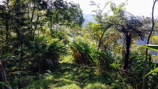 Agroforestry cacao