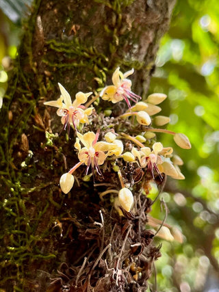 Cacao Flowers growing on cacao tree Nicaragua