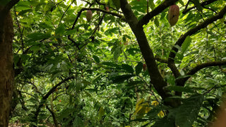 cacao tree in guatemala