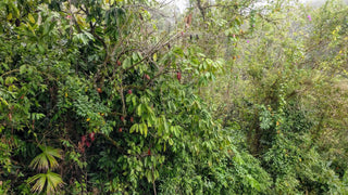 cacao growing wild in jungle