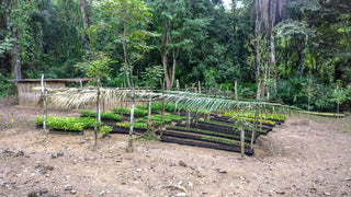 cacao nursery for small cacao trees