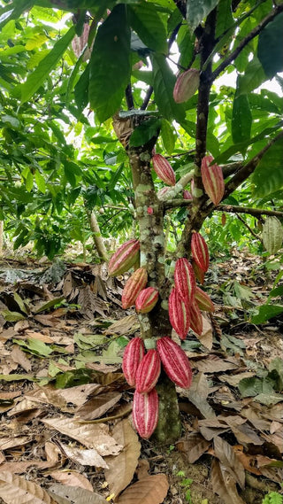 cacao tree guatemala pure kakaw