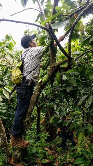 harvesting ceremonial cacao pure kakaw