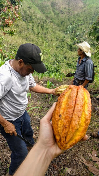 harvesting cacao in guatemala pure kakaw