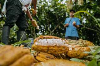 Rauwe cacaovruchten geopend in Ecuador