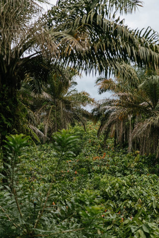 Biodiversiteit op farm