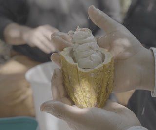 chucho raw cacao fruit Peru