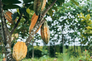 Nationale cacaodoppen aan cacaoboom