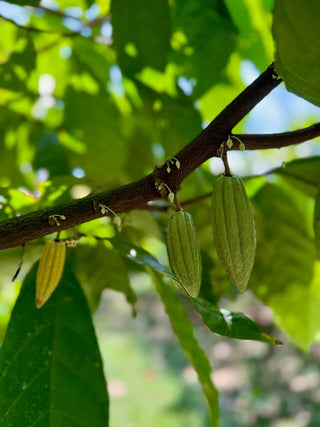Small Ceremonial Cacao fruits Mexico