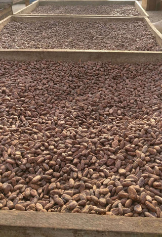 drying cacao