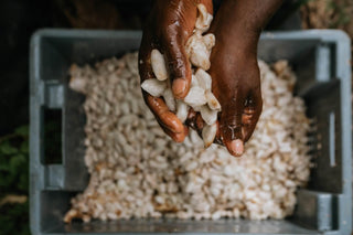 Rauwe cacaobonen in Ecuador
