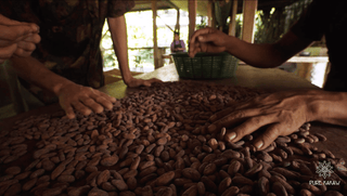 hand selecting cacao beans