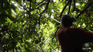 Cacao harvest in Peru