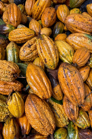 Organic Cacao pods for Ceremonial Cacao