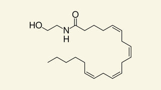 anandamide blog cacao