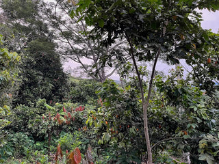 Farm biodiversity in Peru