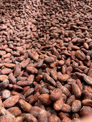Cacaobonen drogen in Nicaragua
