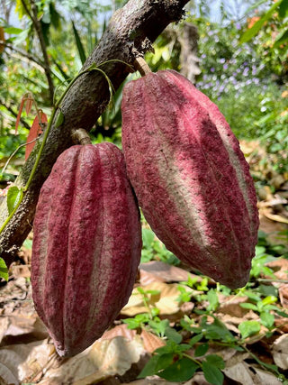 Cacao Pods growing on farm in Nicaragua