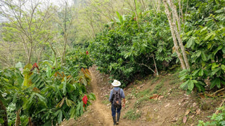 Cahabón - 100% cacao from Guatemala