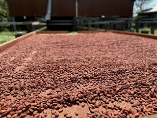Cacahoatán - 100% cacao from Mexico