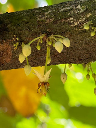 Cacahoatán - 100% cacao from Mexico