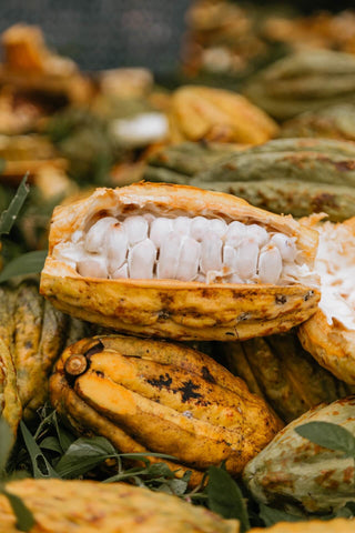 Rohe Kakaofrüchte in Ecuador