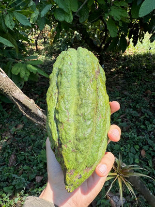 Cacahoatán - 100% cacao from Mexico