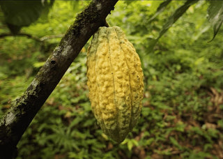 cacao farm guatemala cacao fruit