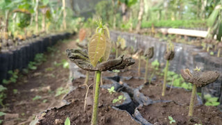 plant de cacao