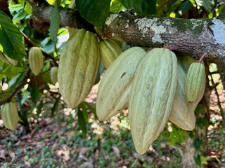 Cacahoatán - 100% cacao from Mexico