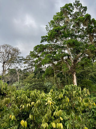 Cacahoatán - 100% cacao from Mexico