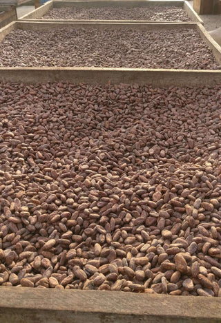 séchage du cacao