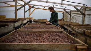 Erik dans l'aire de séchage du cacao