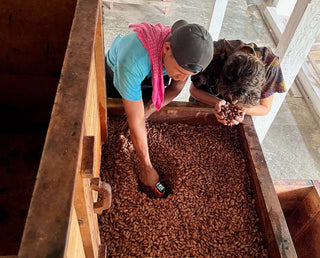 fermentation cacao
