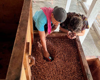 fermentation du cacao