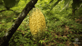 Cabosse de cacao du Guatemala