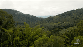 Ferme de cacao jungle montagne