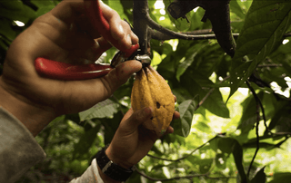 harvesting cacao