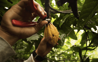 la récolte du cacao