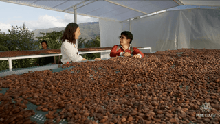 Cacao drying in Peru