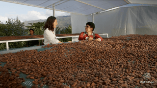 Séchage du cacao au Pérou